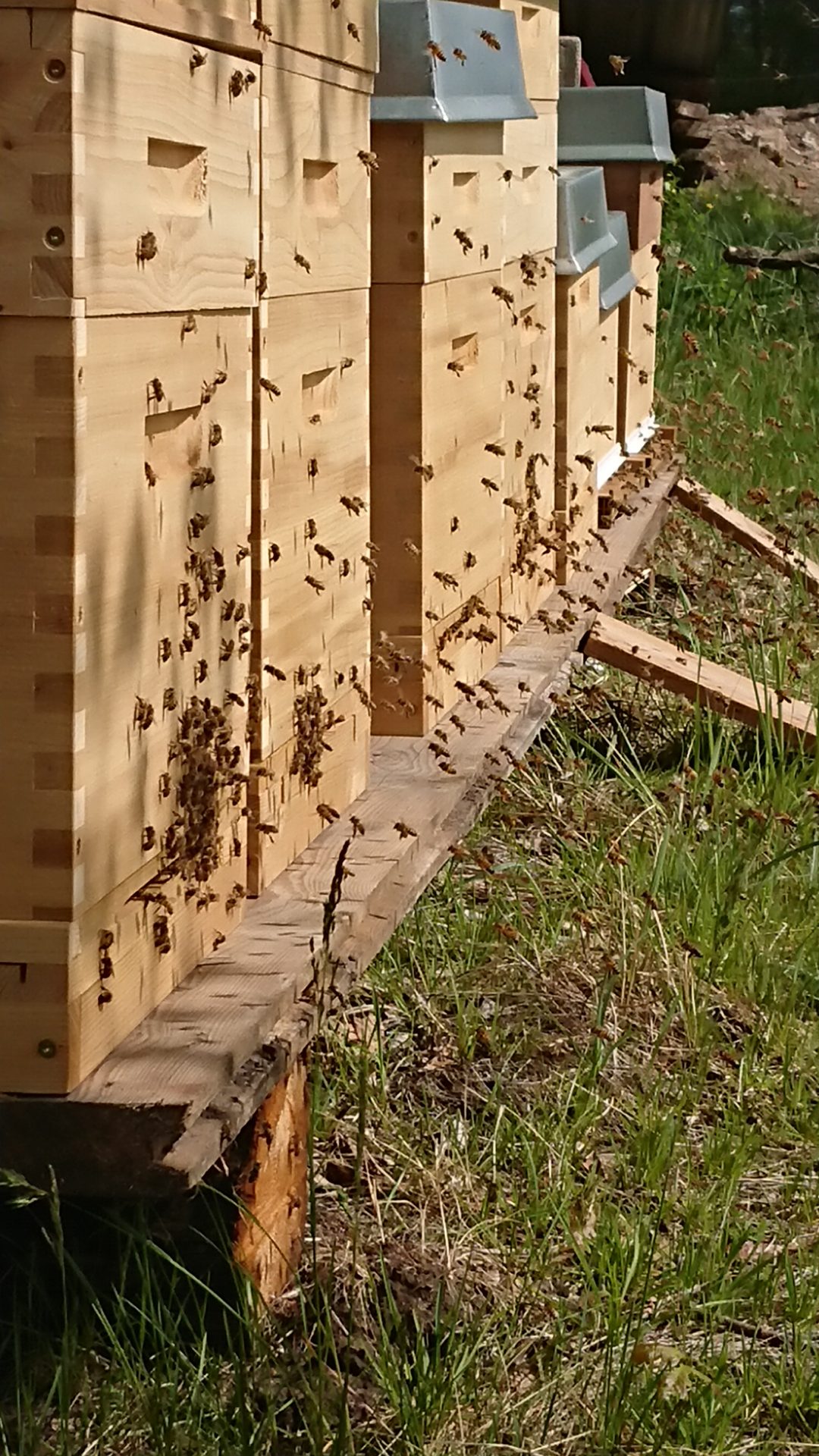 Bienen